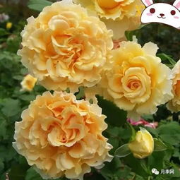 舞裙绒球月季与衬裙月季：谁梗适合家庭花园的背景植物？