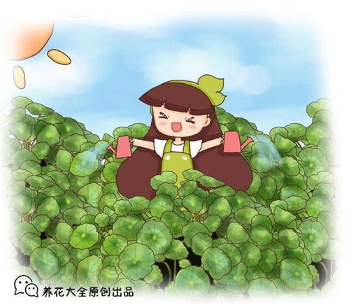 铜钱草叶子发黄，是缺水还是病虫害