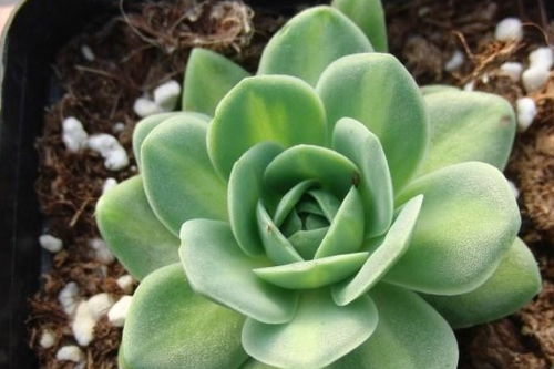 多肉植物适合室内养吗？听听养肉达人怎么说