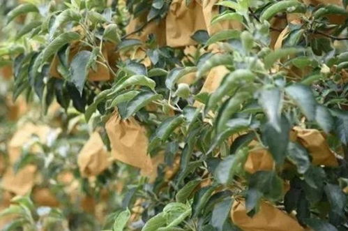 一、 套袋后的病虫害防治要点