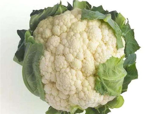 家庭养护的紫藤