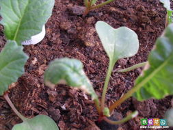 萝卜病虫害防治：农药的选择与应用