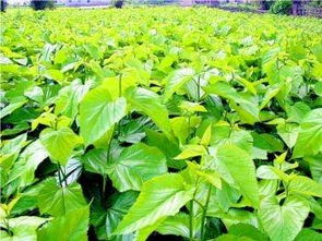 微生物农药， 绿色环保新选择