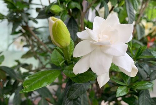 栀子花怎么养？光照充足是关键吗