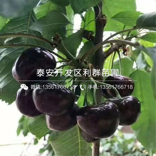 北方樱桃种子种植时间揭秘：如何省30%成本并提速15天发芽嗯？