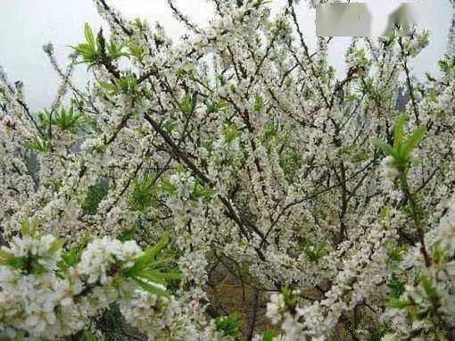 李子树下种菜， 空间利用与产量提升的奇妙组合