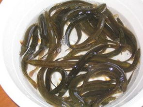 泥鳅喜清新、微酸、含氧量高的水质