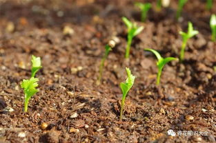 五针松种子种植时间揭秘