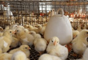雏鸡饲养：科学管理