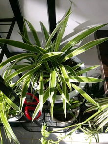 北方吊兰养护指南