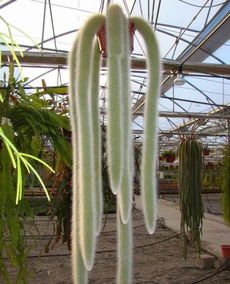 猴尾柱在什么季节、气候条件下最适合扦插