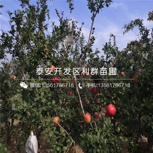 国内外的软籽石榴品种介绍