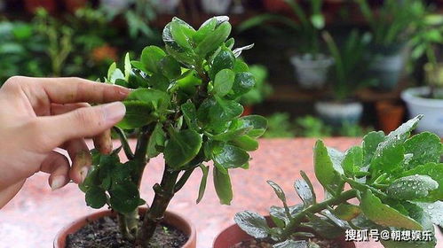 狗牙花蕾为何提前脱落？花中秘密何在