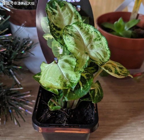 花卉施肥小贴士：如何避免烧根的烦恼？