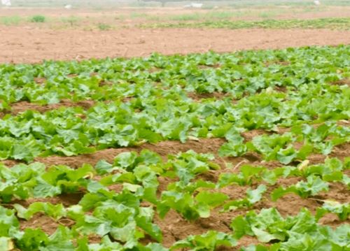 白菜种植过程中，如何根据生长阶段科学施肥以提高产量和品质