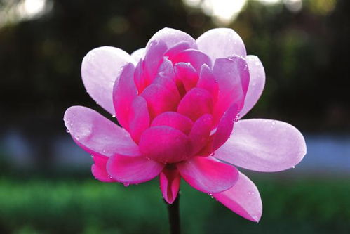 红花玉兰：宜昌深山中的美丽仙子