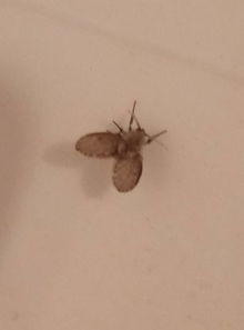 扑棱蛾子的特点