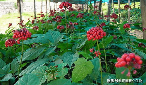 预防白术根腐病：选用抗病品种