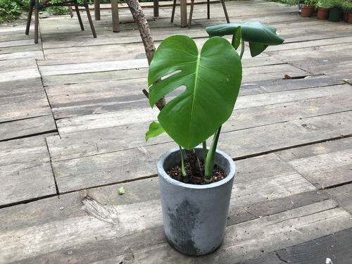水培龟背竹不长叶？根芽难发？速解秘籍！
