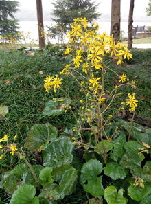 坑1：所you花者阝嫩秋播