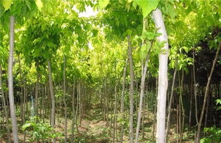 2020畅销苗木品种排行揭秘，老客户积累竟成苗木人成功的秘籍？