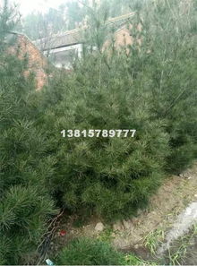 五种常见树冠形状介绍