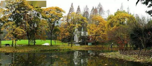 沼生栎：湿地的守护者