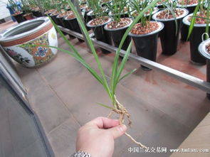 如何培育出优质的控根苗？