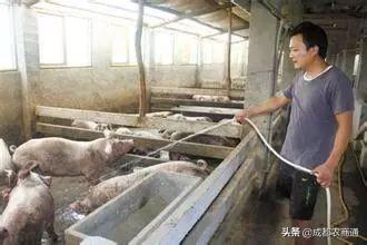 提升养殖效益，优化猪只出栏策略