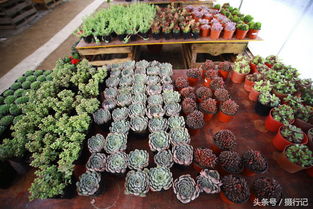 花卉品种：琳琅满目， 任君挑选