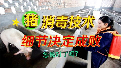 猪场消毒不规范，难道不是白费力气吗？
