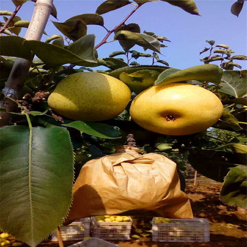 梨树除草剂喷洒：一场意外的“闹剧”