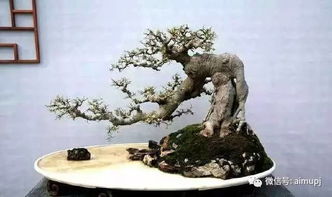 五针松盆景的养护， 选购和养护技巧