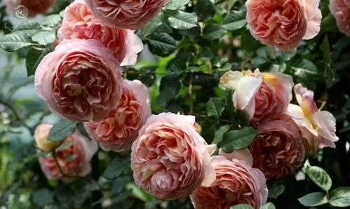 阿伯，你真的美吗？