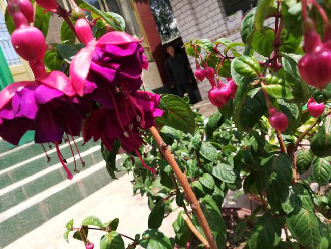 拓展问题：如何自制全元素有机肥？