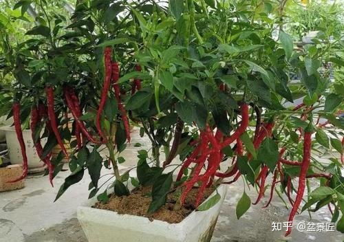 先说说浇水吧， 哎呀，这浇水，真是个技术活