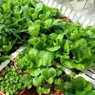 四季种植的蔬菜有哪些？适合四季种植的蔬菜有哪些