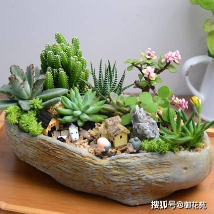 将盆栽多肉组合巧妙摆放，如何打造视觉焦点