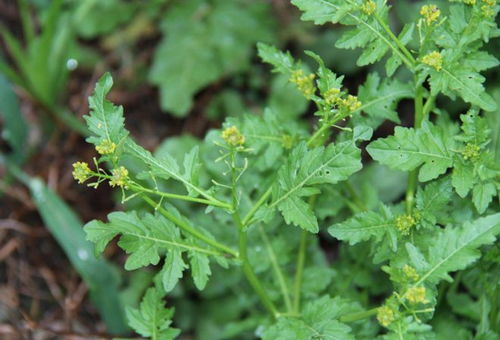 两栖蔊菜形似杂草，危害土壤