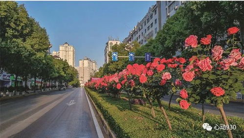 月季花， 美丽的传说