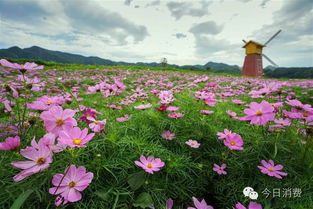 “探秘花海，河南花卉胜地盘点！”