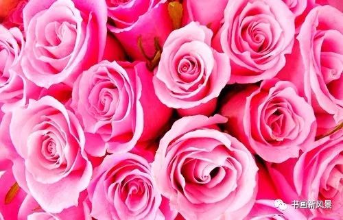 养护玫瑰花，水量是个大学问