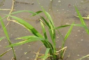 农业防治， 自然之道