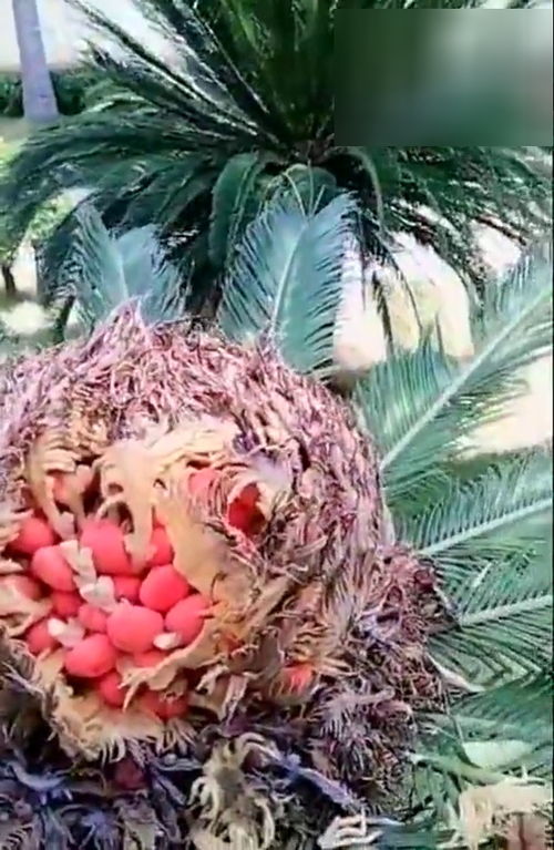 铁树果能吃吗？有毒真的假的