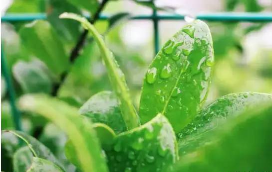 大葱：雨天的绿色精灵