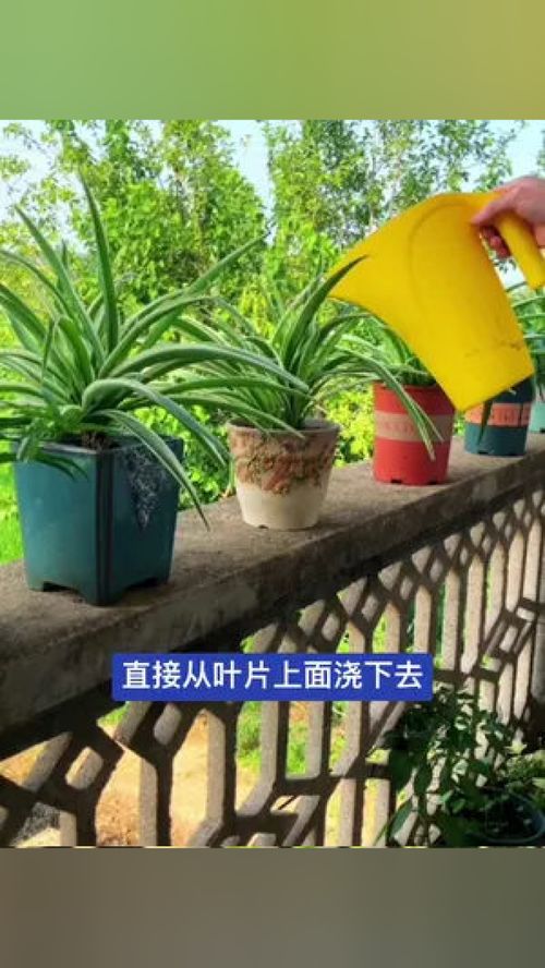 冬天金边吊兰，如何浇水才能避免烂根