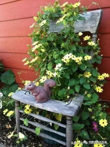 一、扁扁的花盆，要种啥花儿Zui合适？