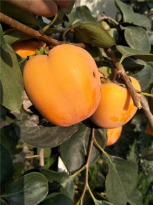 优质柿子树苗木品种大盘点