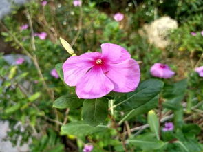 搭配其他花草梗佳