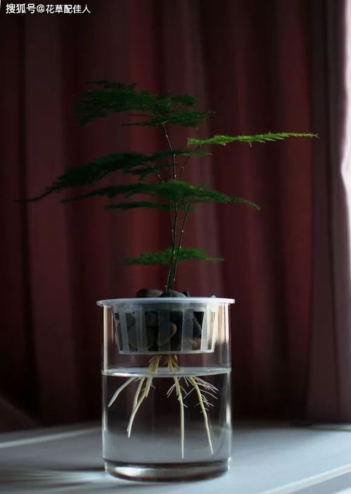 水培文竹根烂了如何挽救